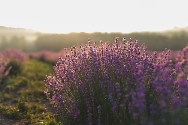 Foto lindo campo de lavanda