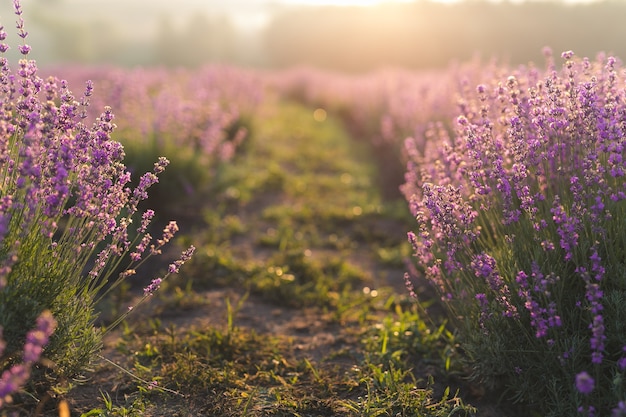 Lindo campo de lavanda