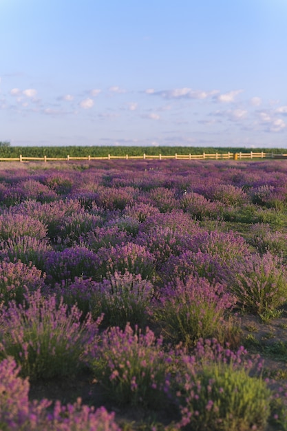 Lindo campo de lavanda