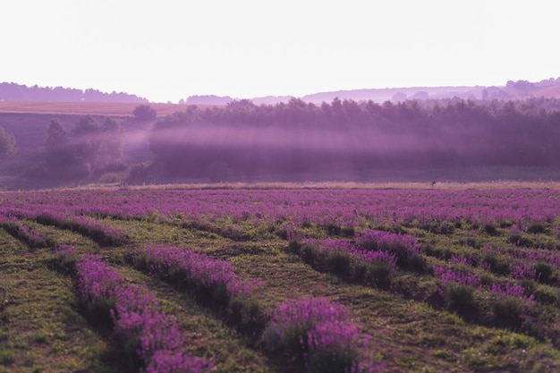 Lindo campo de lavanda