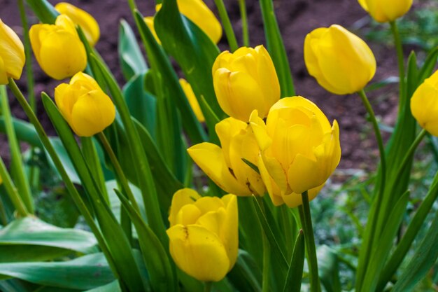 Lindo campo de tulipas amarelas