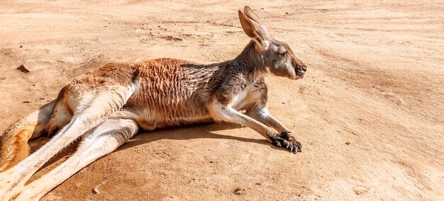 Lindo canguru descansando na areia fotografando o fundo natural de animais