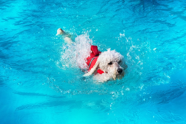 Lindo caniche blanco nadando en una piscina