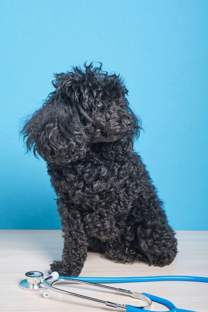 Lindo caniche de juguete esponjoso negro y un estetoscopio sobre una pared azul, el perro se sienta en la mesa en la clínica veterinaria