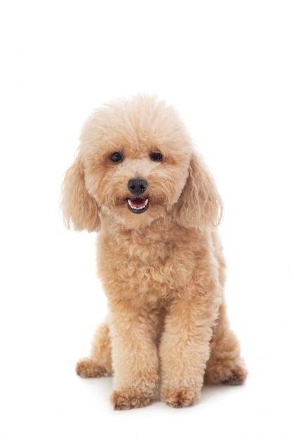 Lindo caniche de pelo rizado