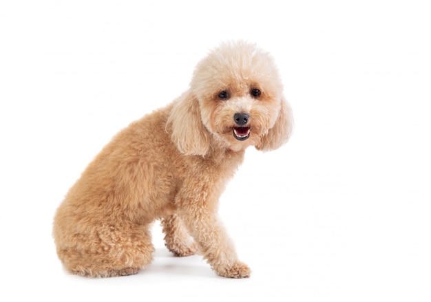 Lindo caniche de pelo rizado