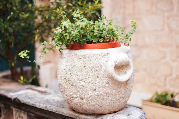 Lindo canteiro de flores de concreto com plantas