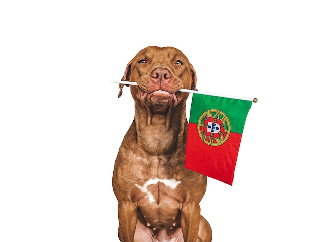 Lindo cão adorável e bandeira de Portugal