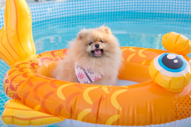 Lindo cão da Pomerânia relaxando e flutuando em um dispositivo inflável flutuante na piscina