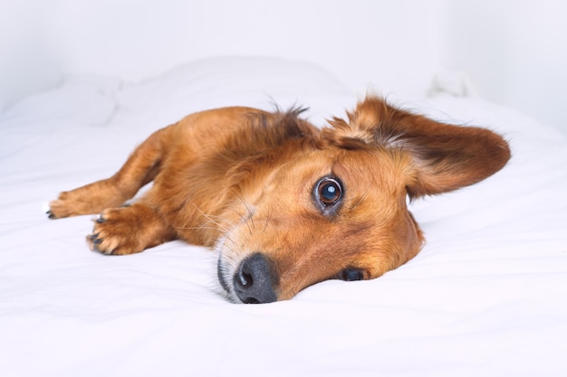 Lindo cão dachshund de cabelos compridos castanhos bonitos deitado na cama branca