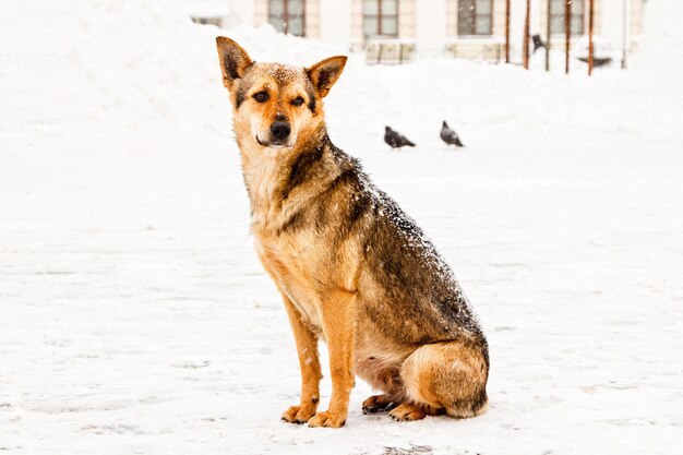 Lindo cão de pátio ruivo na neve