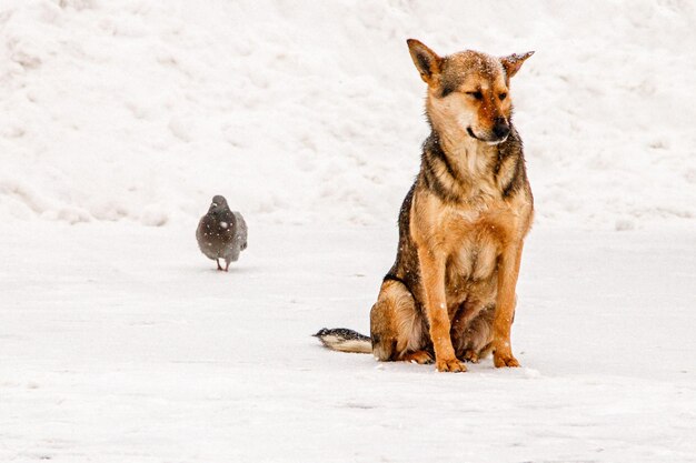 Lindo cão de pátio ruivo na neve