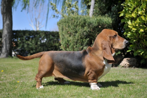 Lindo cão de raça Basset Hound adulto em pé na grama