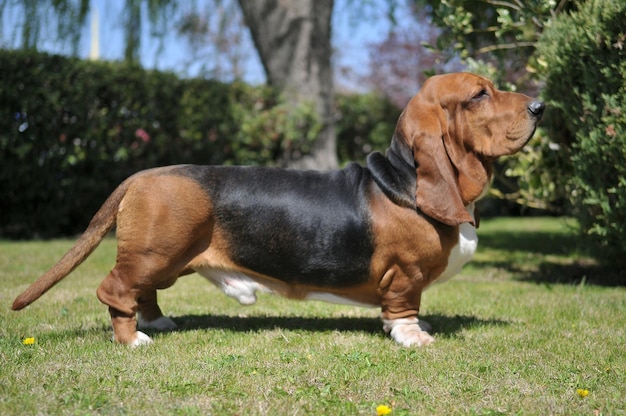 Lindo cão de raça Basset Hound adulto em pé na grama