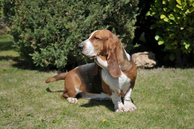 Lindo cão de raça Basset Hound adulto sentado na grama