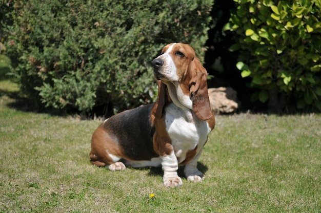 Lindo cão de raça Basset Hound adulto sentado na grama