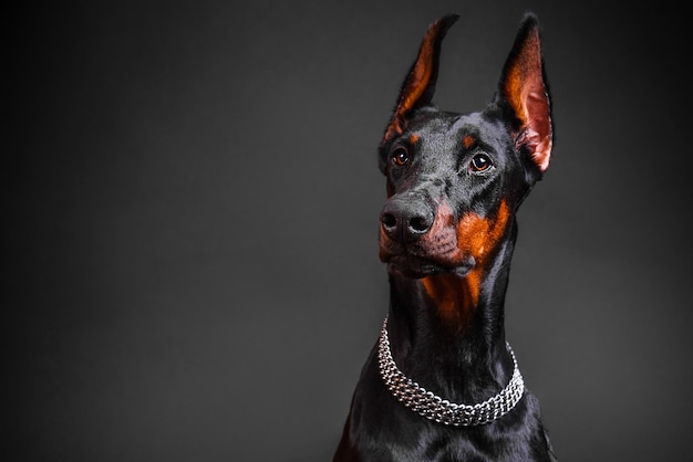 Lindo cão de raça Doberman em um fundo escuro