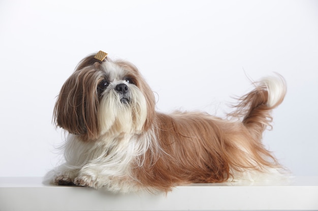 Lindo cão de raça pura Shih Tzu