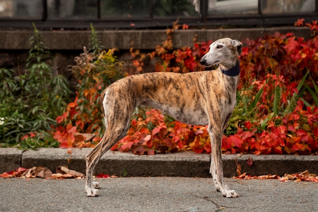 Foto lindo cão galgo na natureza