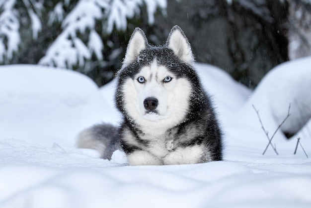 Lindo cão Husky Siberiano na floresta de inverno.