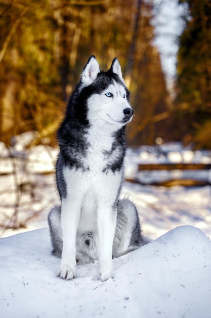 Lindo cão husky siberiano na floresta ensolarada de inverno