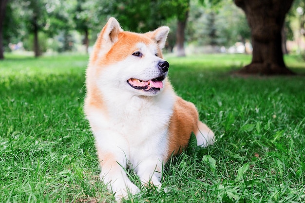 Lindo cão japonês macho Akita inu