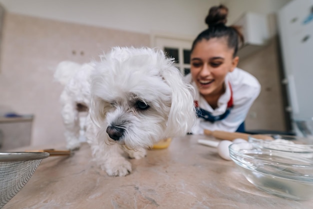 Lindo cão maltês branco cheirando refeição em cima da mesa