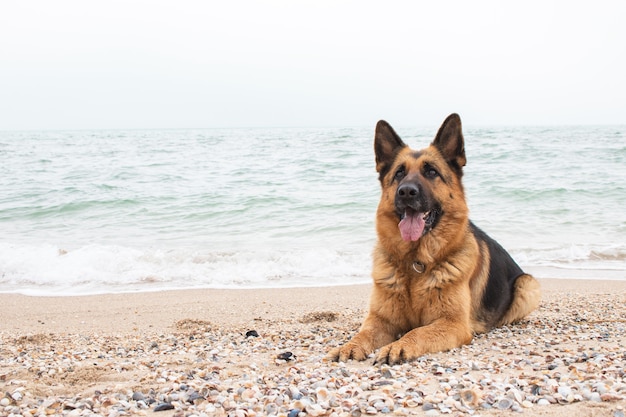 Lindo cão pastor alemão encontra-se na areia na praia Animal de raça pura. Animal de estimação doméstico. Cara feliz com a língua de fora. Melhor amigo e guarda humano.