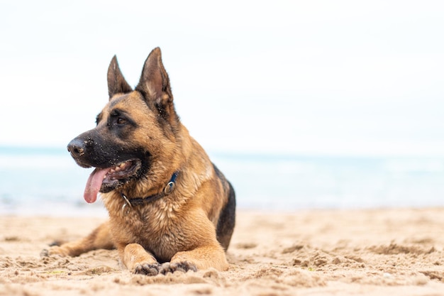 Lindo cão pastor alemão está na areia na praia animal de raça pura cara feliz com a língua para fora animal de estimação em casa melhor amigo e guarda humano