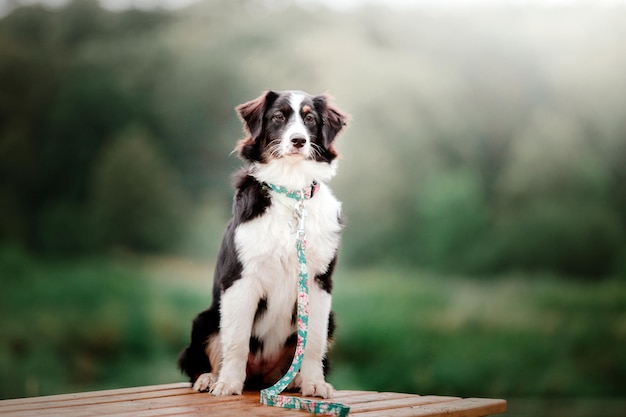 Foto lindo cão pastor australiano australiano