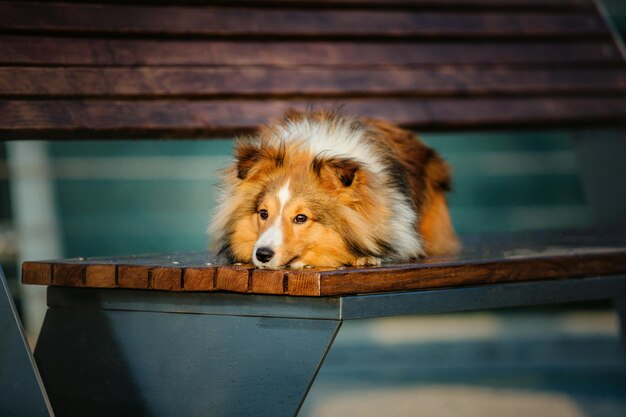 Lindo cão pastor de Shetland pela manhã