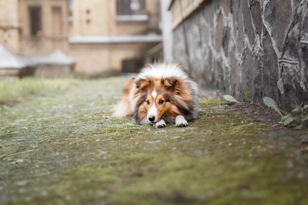 Lindo cão pastor de Shetland Sheltie dog ao ar livre