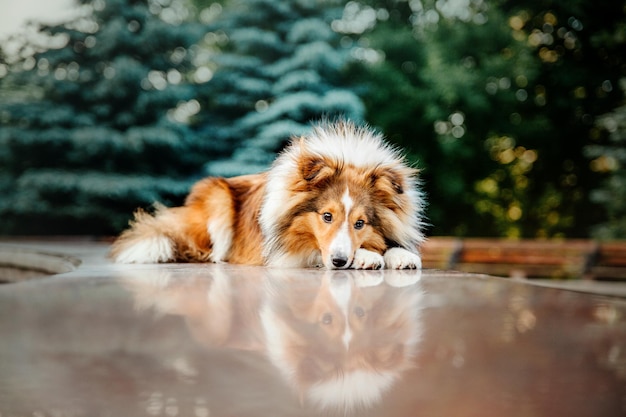 Lindo cão pastor de Shetland Sheltie dog ao ar livre