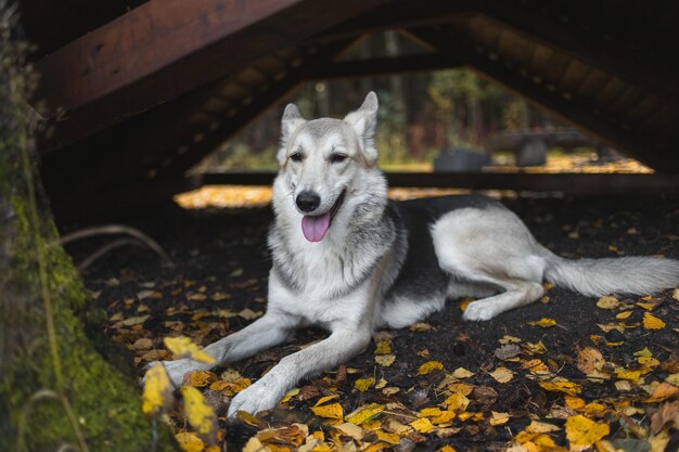 Lindo cão pastor em folhas de outono