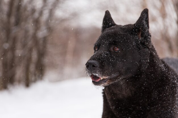 Lindo cão preto andando em campo nevado na floresta de inverno