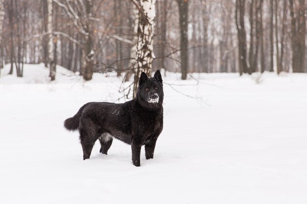 Lindo cão preto andando em campo nevado na floresta de inverno