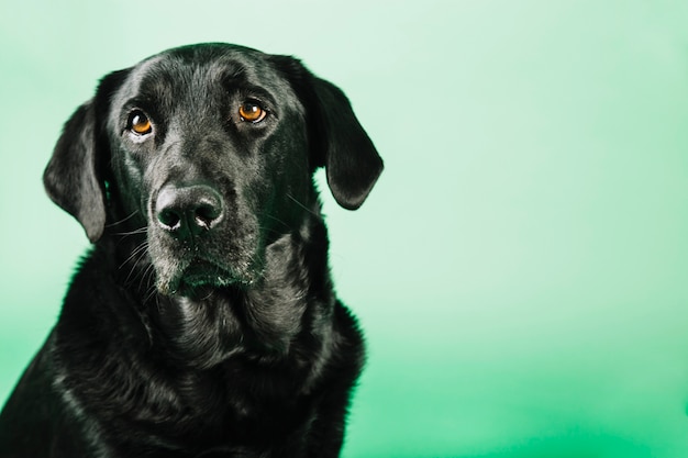 Foto lindo cão preto