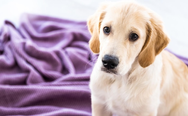 Lindo cão retriever jovem em casa