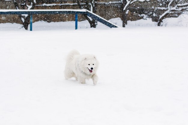 Lindo cão samoiedo na neve