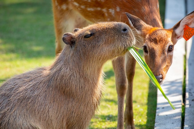 El lindo capibara y el ciervo sika en la granja están comiendo hierba.