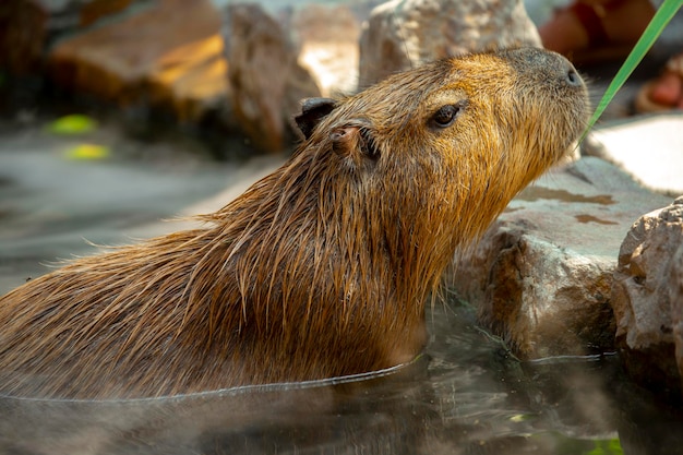 El lindo capibara de la granja se está bañando.