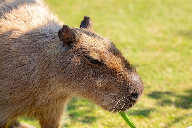 El lindo capibara en la granja está comiendo.