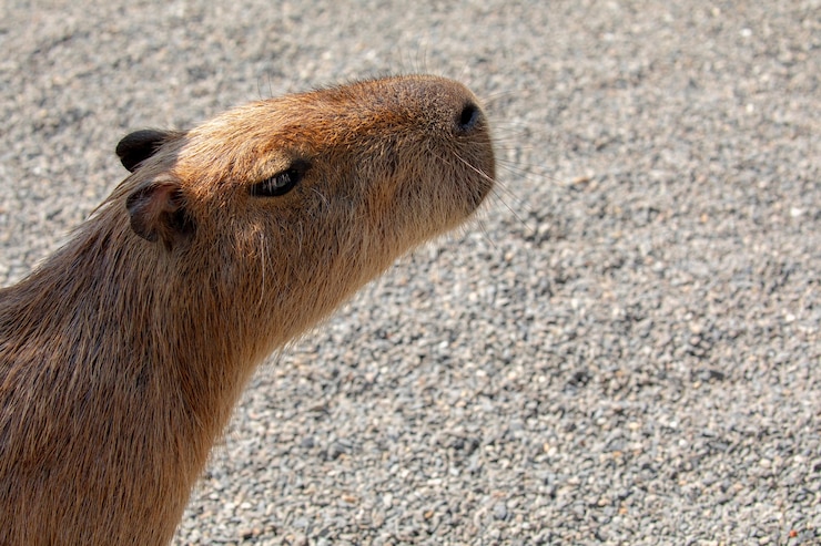 Foto el lindo capibara en la granja está comiendo.