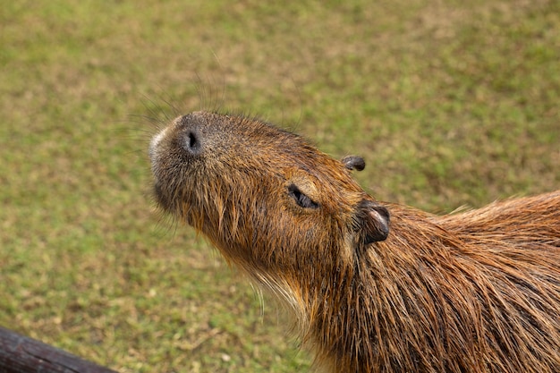 El lindo capibara en la granja está comiendo.