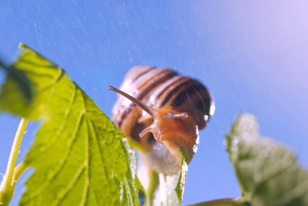 Foto lindo caracol na natureza