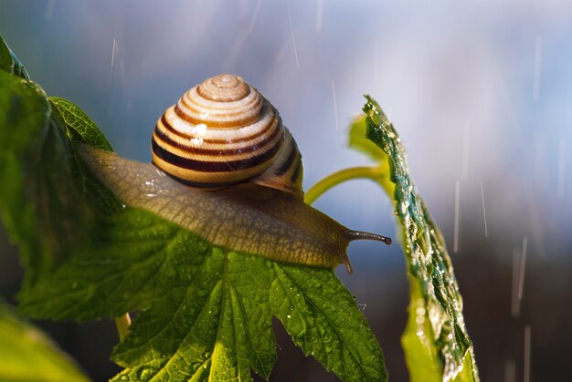 Lindo caracol sob a chuva