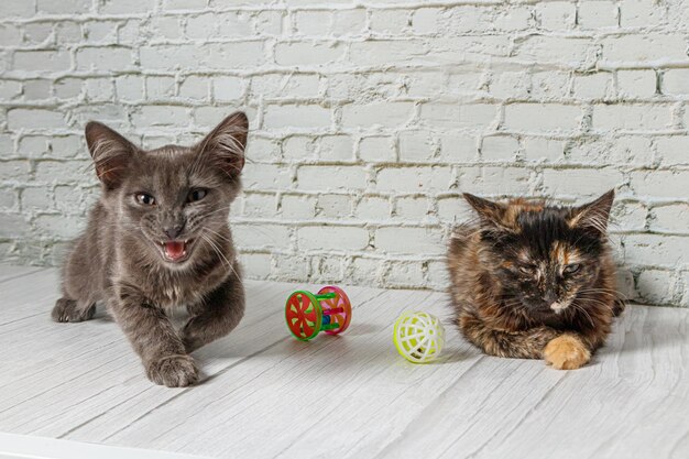 Lindo casal de gato cinza menino e menina em um fundo de parede de tijolos