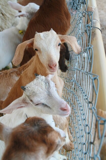 Lindo casal garoto cabras brancas.