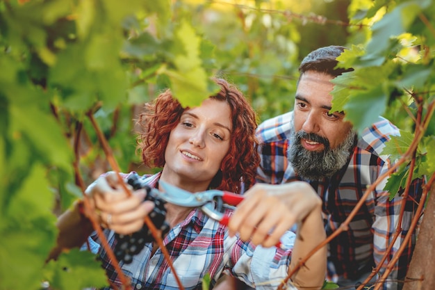 Lindo casal sorridente está cortando uvas em um vinhedo.