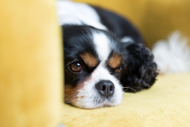 Lindo cavalier spaniel relajándose en el sofá